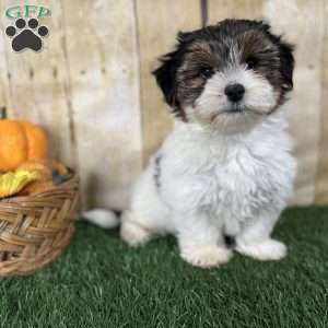 Carson, Biewer Terrier Puppy